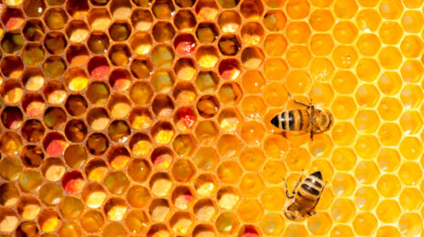 пчелиный воск в составе шампуня
